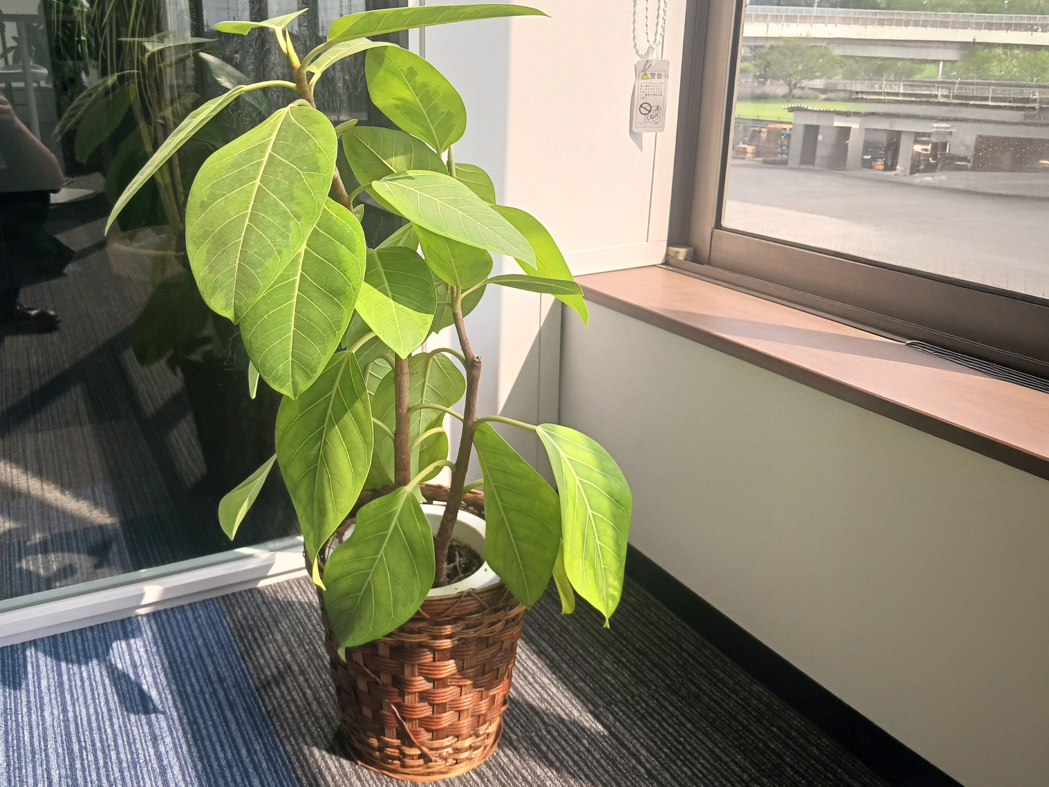 ファニー、グリーン写真1