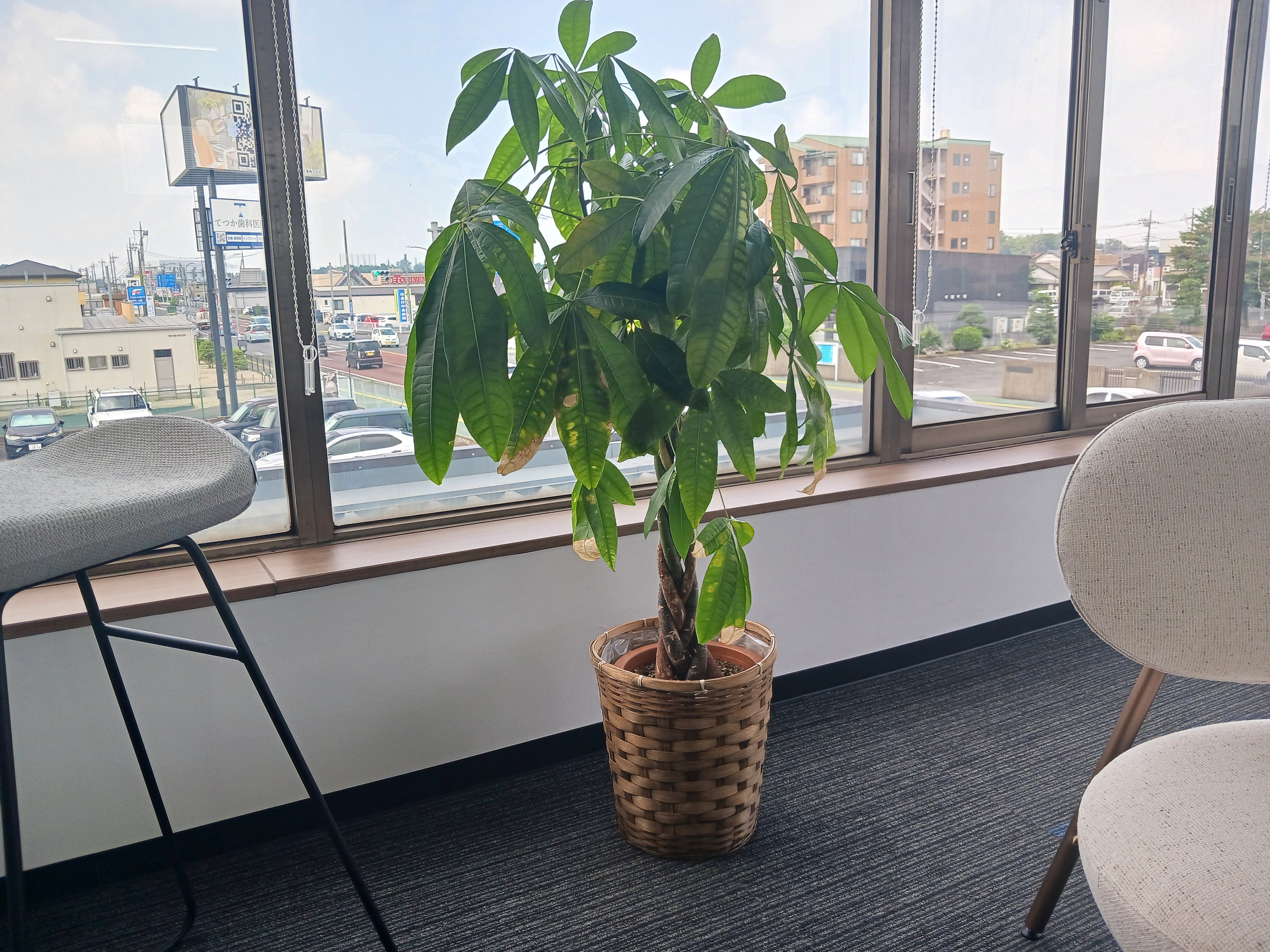 ファニー、グリーン写真3