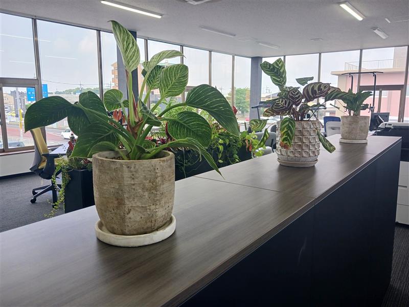 ファニー、グリーン写真4